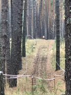 Чемпионат и Первенство Оренбургской области по спортивному ориентированию